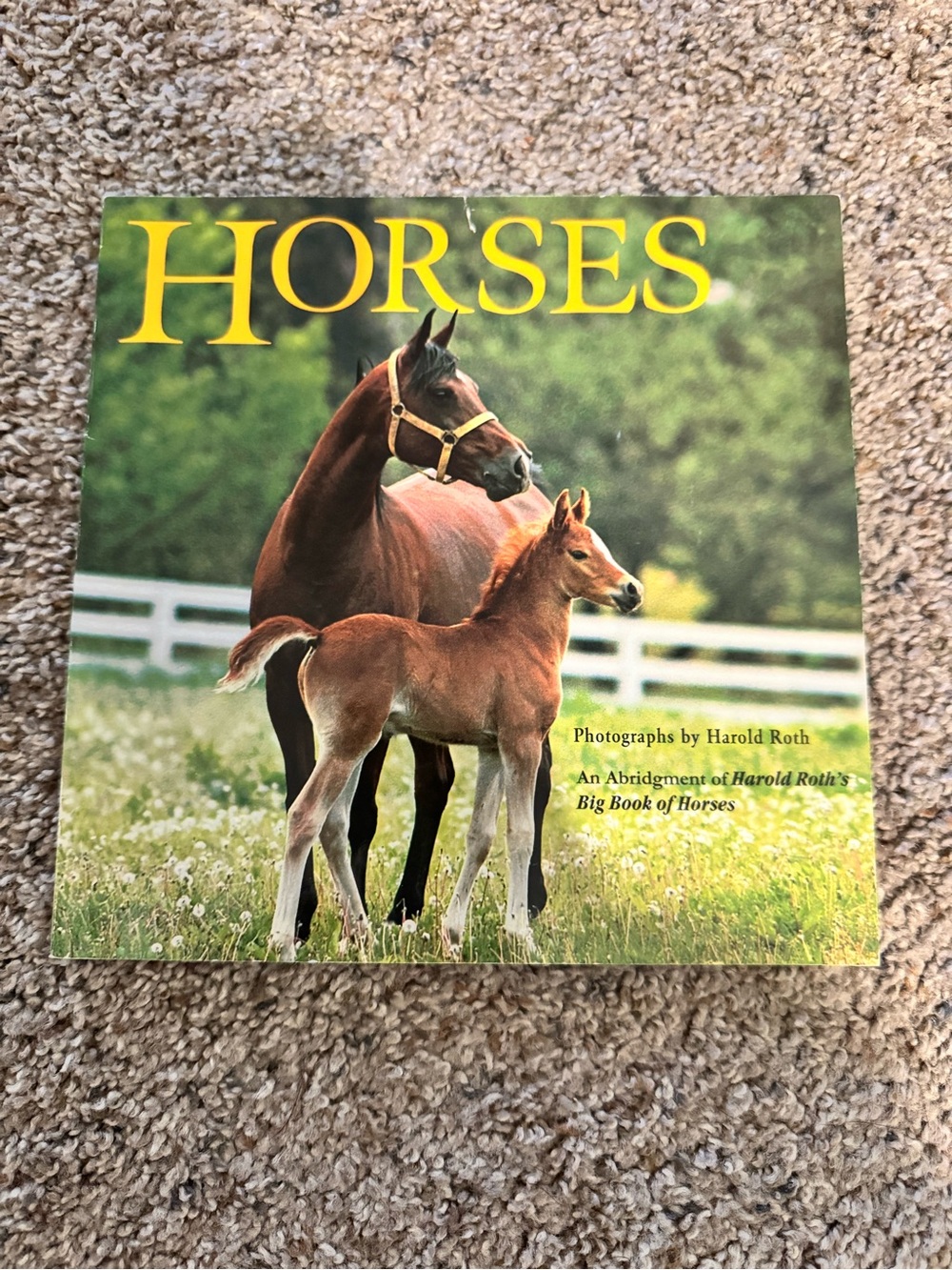 Book about horses for young readers